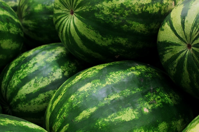 Siapkan benih semangka