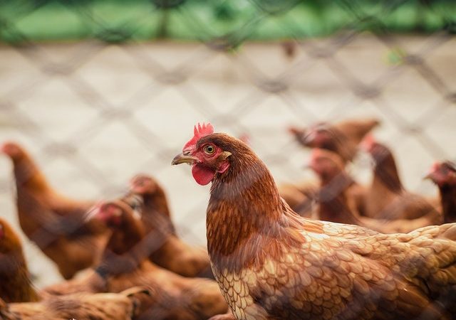 Cara ternak ayam broiler.