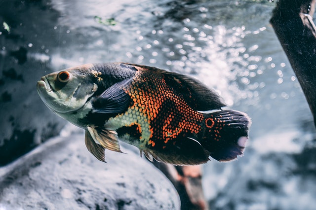 Proses penetasan dan perawatan telur ikan. 