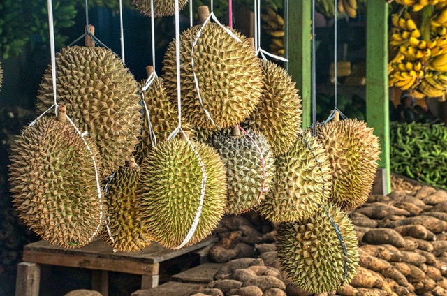 Cara budidaya durian musang king.