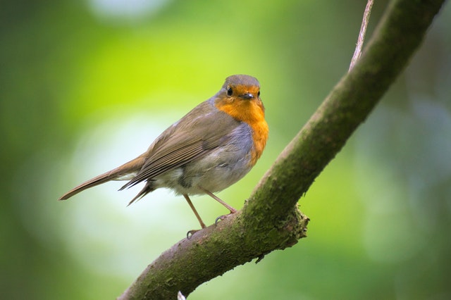 Pembiakan burung. 