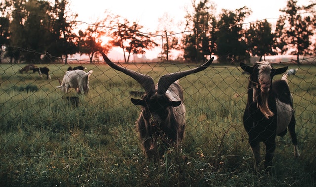 Masa kawin kambing. 