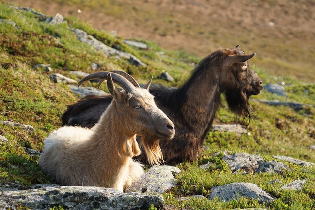 Perawatan kambing. 