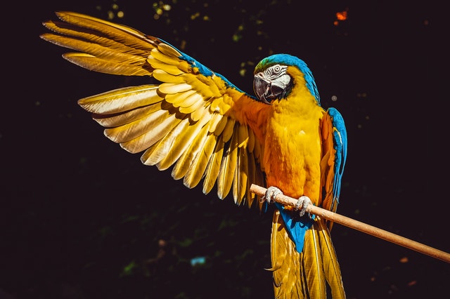 Memandikan burung. 