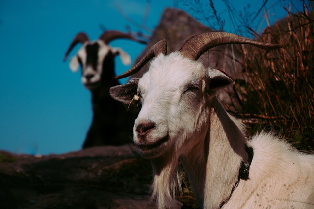 Kandang kambing etawa. 