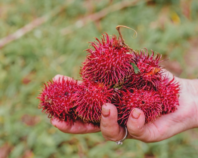 Lakukan panen rambutan