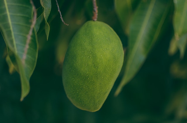 Tiga cara pembibitan mangga.