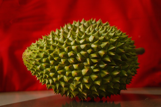 Tanam durian musang king di media budidaya. 