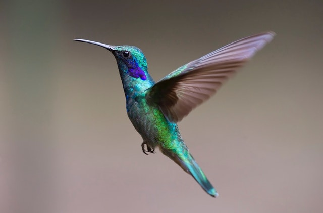 Perawatan anakan burung. 