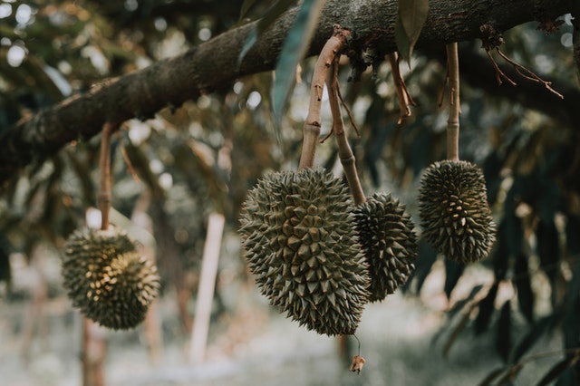 Pahami syarat tumbuh durian musang king. 